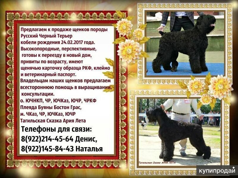 Сколько весит русский терьер. Чёрный терьер. Черный терьер вес рост. Русский черный терьер стандарт породы ркф. Сколько весит русский терьер.