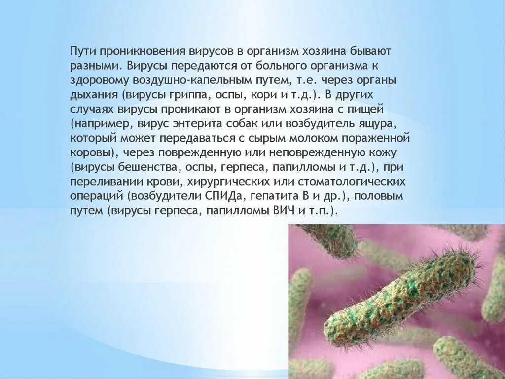 Вирусов в природе и жизни человека. Роль вирусов в природе. Вирусы в природе. Роль вирусов в жизни человека. Вирусы в природе и жизни человека.