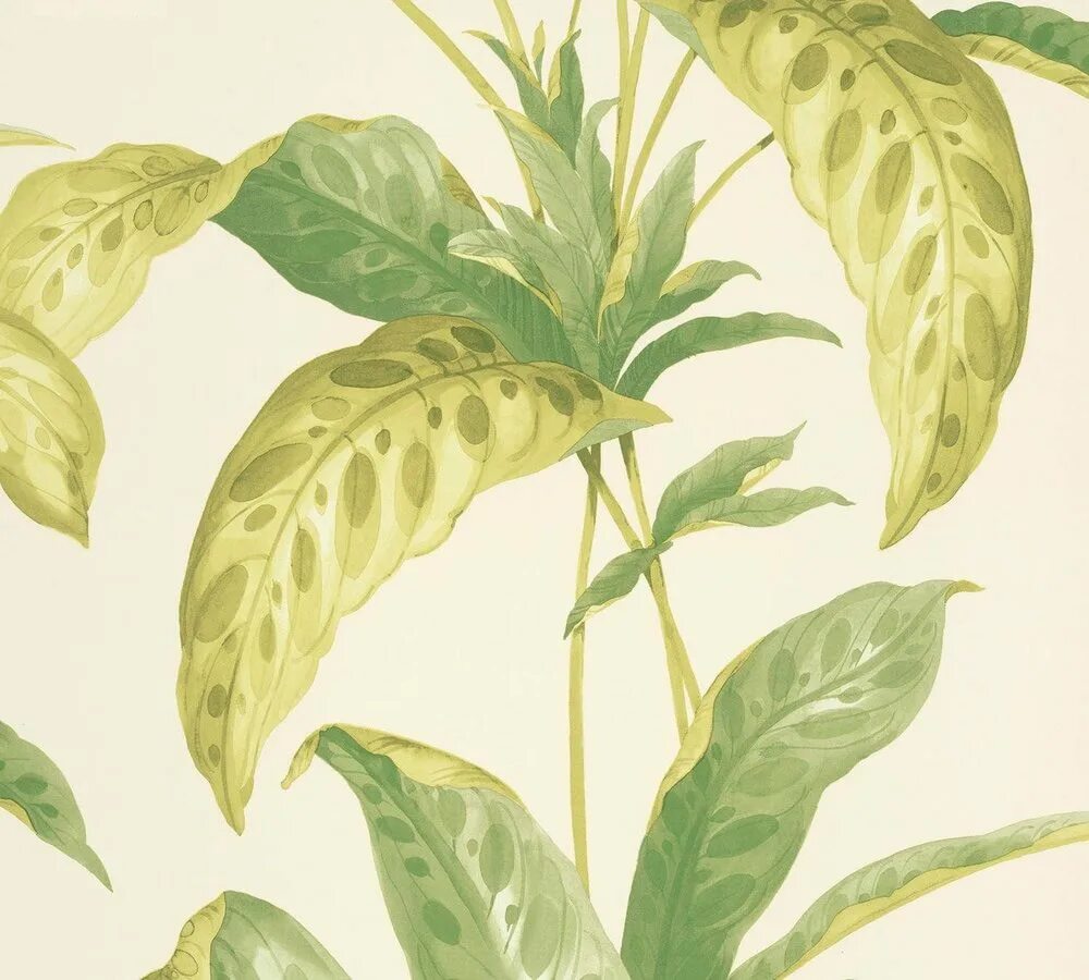 Paint and paper library. Paint &amp; paper library коллекция botany. рисунки растений. обои paint &amp; paper library botany 0360haburnt. paint and paper library обои сайт.