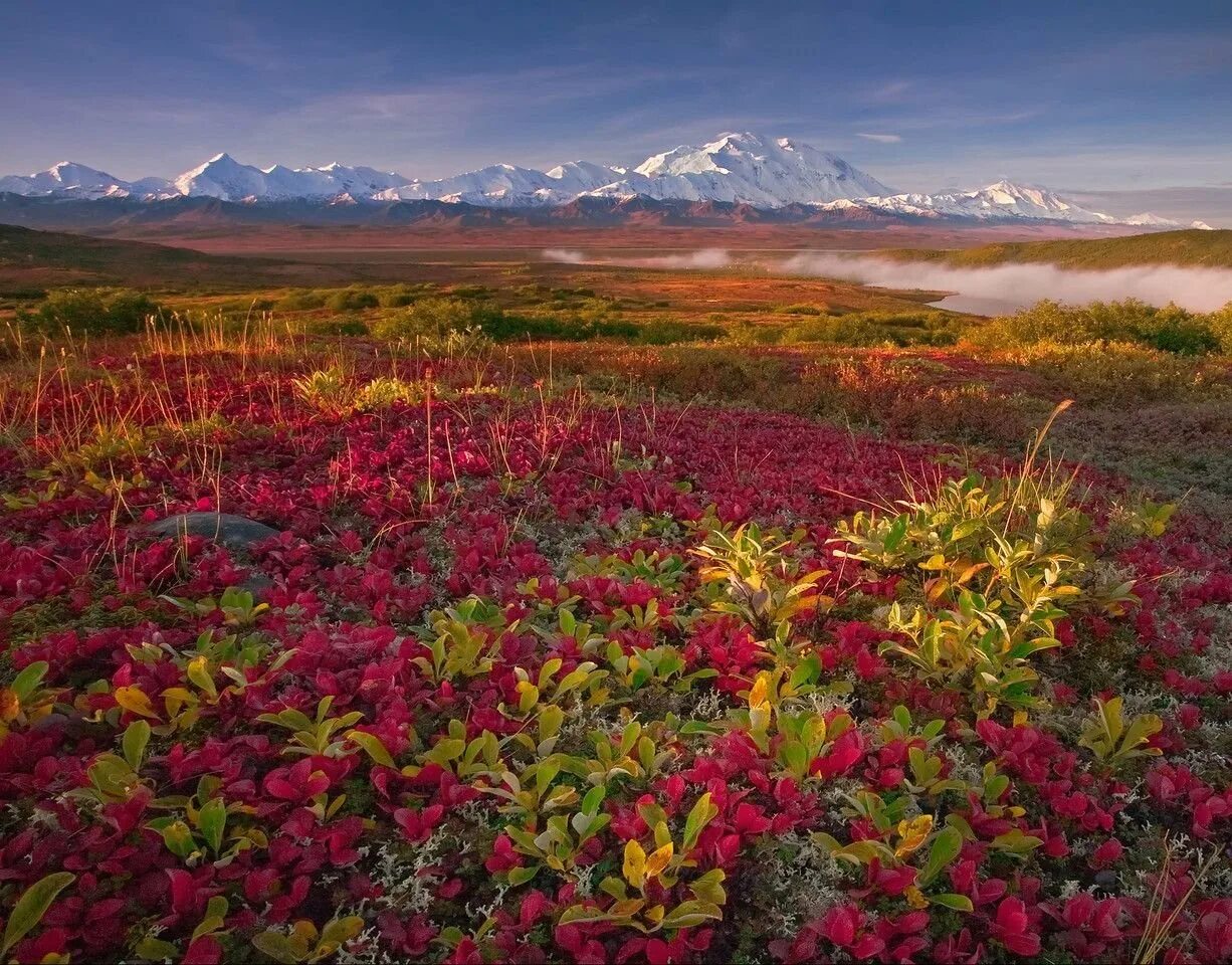 Национальный парк Денали Аляска. Чукотка тундра цветет. Национальный парк Денали, штат Аляска. Растительность канады
