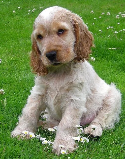 Cocker Spaniel Dog Breed Information, Pictures, Characteristics & Facts - Dogtim