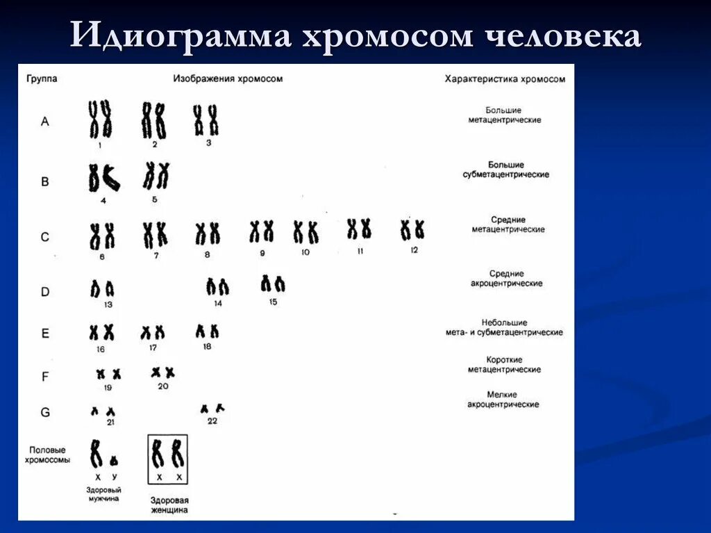 Что значит д группа. Кариотип и идиограмма хромосом человека. Идиограмма кариотипа человека. Нормальный кариотип человека 46 хромосом. .Понятия «кариотип», «кариограмма», «идиограмма».