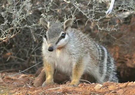 Numbat