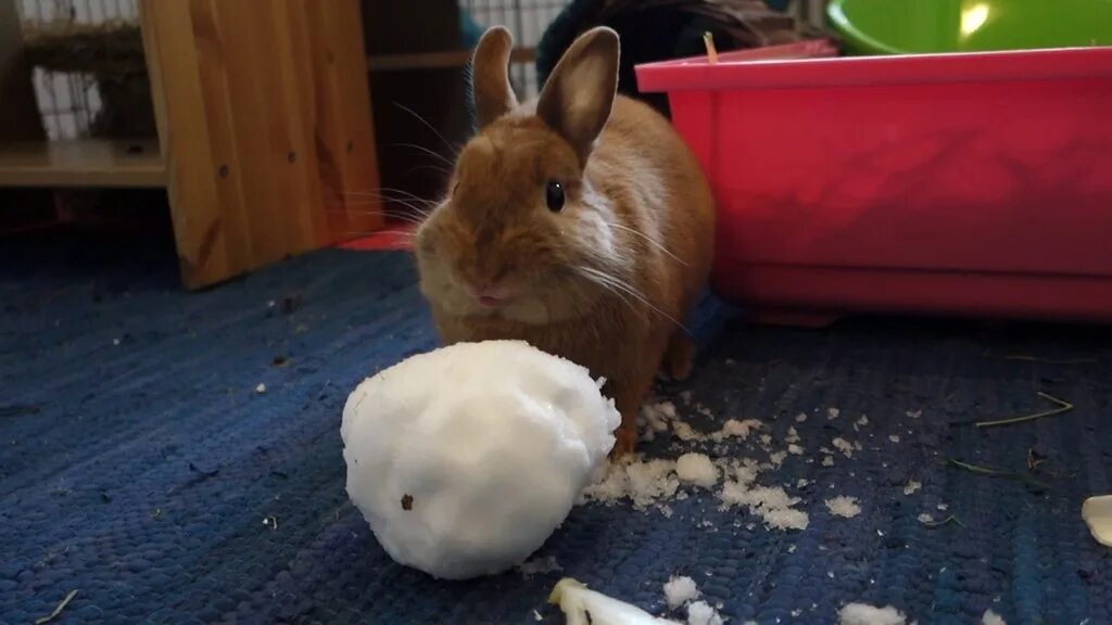 Кролик gif. Кролик снежок. Кролики гифки. Кролик кушает. Rabbit gif