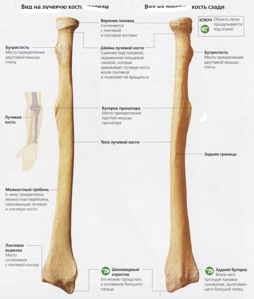 Ulna- from Front and Radial Side Stock Vector - Illustration of medical, joint: 