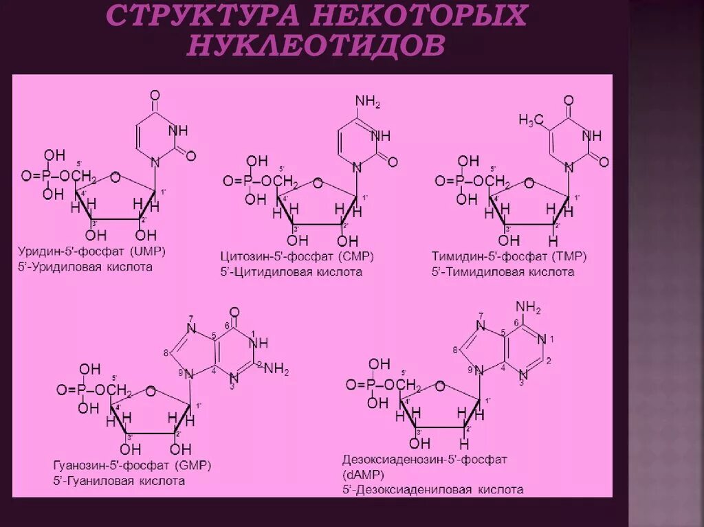 Гуаниновый нуклеотид. Тимидин фосфат. Тимидин 5 фосфат. Тимидин 3 фосфат. Тимидин 5 монофосфат.