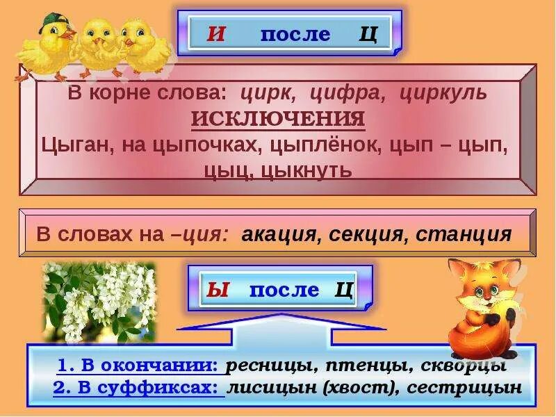 Цыпочка слово. Цирк слово исключение. Корень в слове цыпленок. Циркуль и цирк родственные слова. Цыпленок родственные слова.