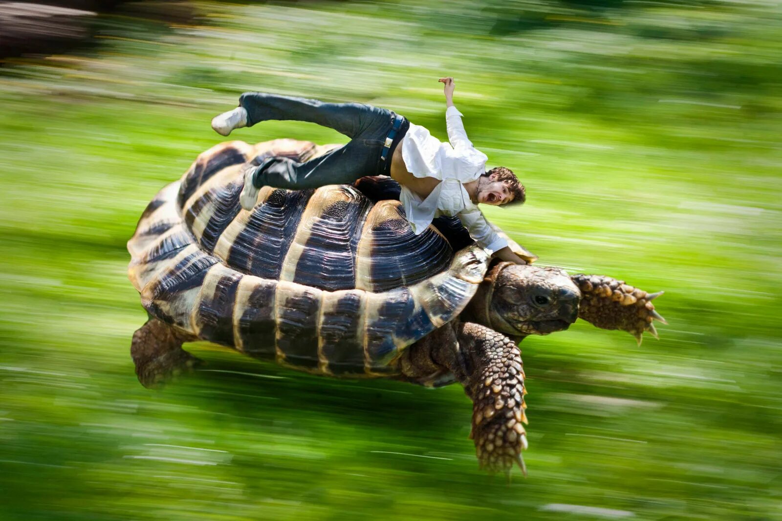 Crazy turtle