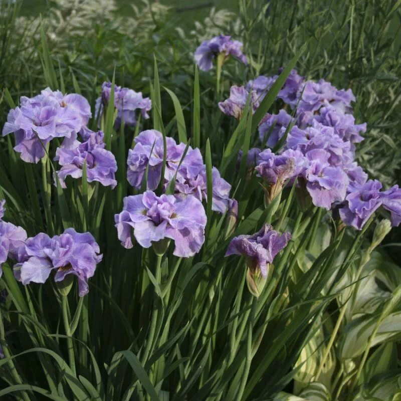 ирис сибирский пинк парфейт pink parfait. ирис сибирский пинк парфе. ирис сибирский пинк. сибирские ирисы pink parfait («пинк парфе»). ирис сибирский пинк парфайт.