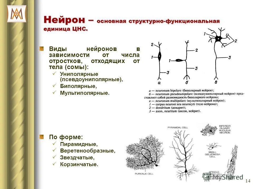 Назовите структурно функциональную единицу нервной системы. Структурно-функциональной единицы нервной системы (нейрона). Нейроны цнс классификации функциональная структура нейрона. Структурно-функциональной единицы нервной системы (нейрона). Функционально-структурная единица - нейрон.