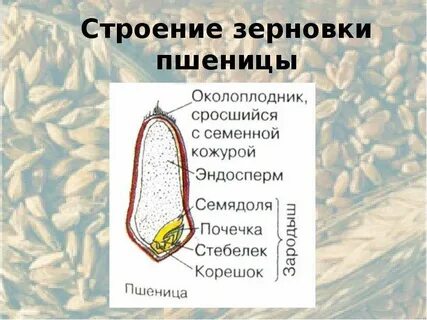 Зерновка пшеницы органы растения односемянные