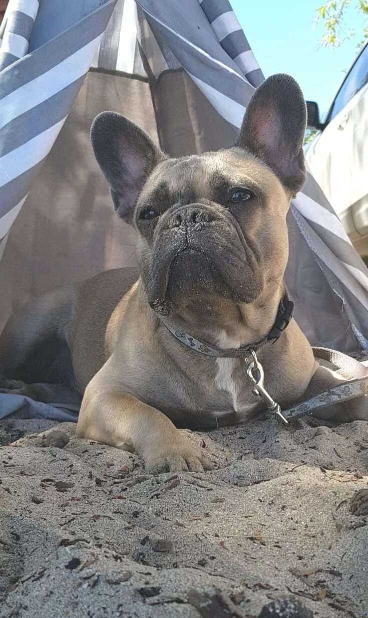 Экспресс линька французского бульдога. Французский бульдог барни фото. Линька французского бульдога. Французский бульдог линяет. Экспресс линька мопса.