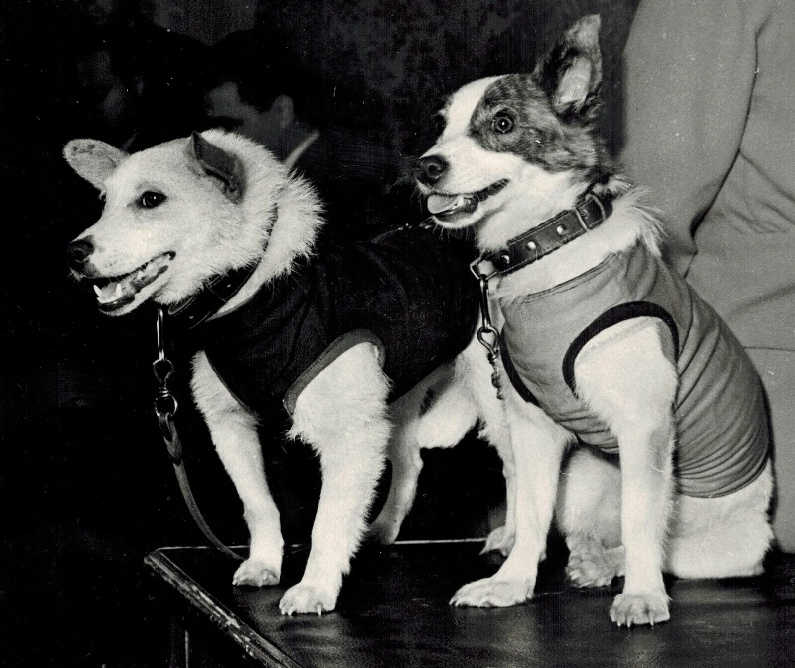 19 августа 1960. Первый полёт в космос белка и стрелка. Полет в космос собак белки и стрелки. Белка и стрелка космонавты в космосе. Первые животные полетевшие в космос белка и стрелка.