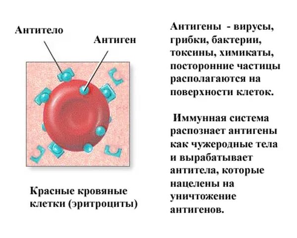Выработка антигенов. Антиген антитело. Антиген и антитело различия. Антигены и антитела микробиология. Антиген и антитела разница.