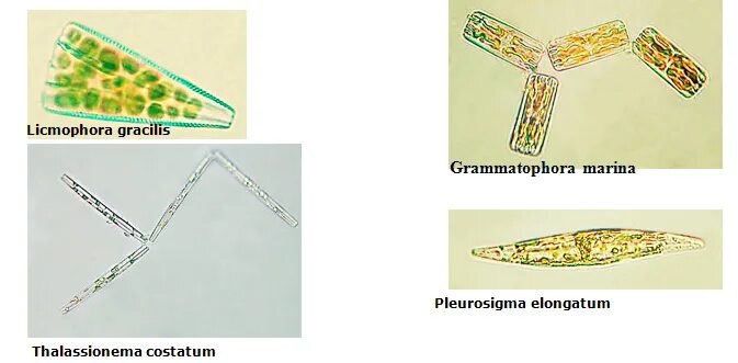 Thalassionema. Thalassionema nitzschioides Grun.. Licmophora gracilis. Licmophora SP.