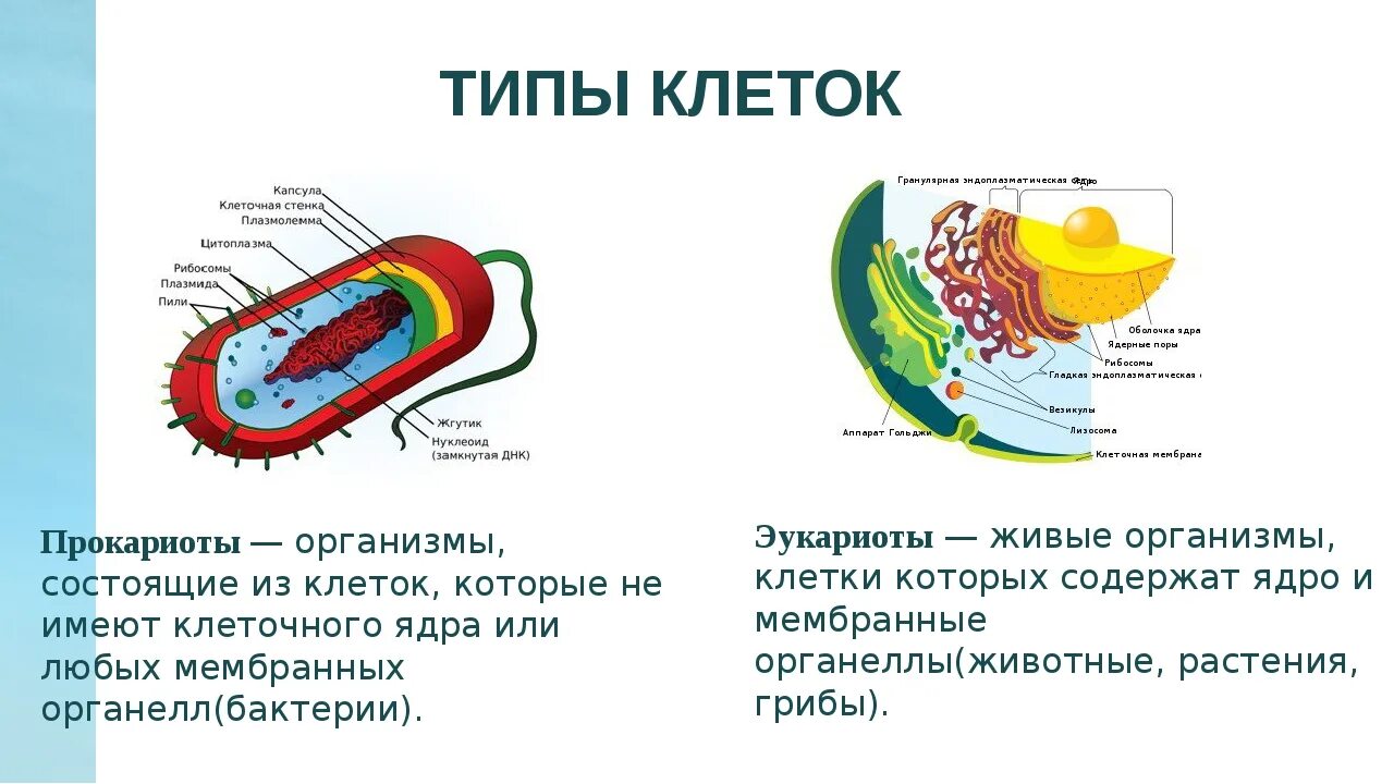 Клетки прокариот не имеют ядра. Типы клеток. Прокариотические и эукариотические клетки имеют:. Эукариот это кратко. Типы эукариотов.