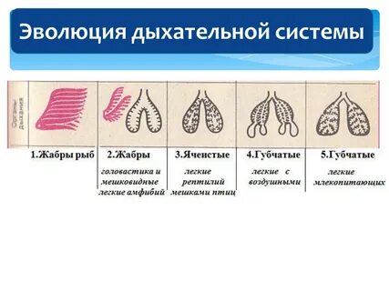 Дыхательные системы позвоночных
