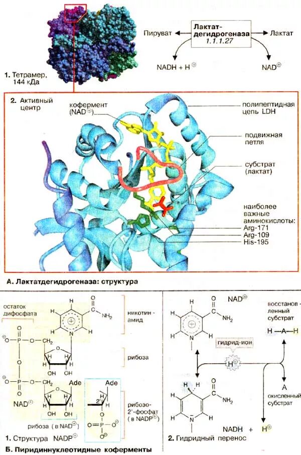 Фермент лдг. Лактатдегидрогеназа структура белка. Лактатдегидрогеназа строение биохимия. Лактатдегидрогеназа строение фермента. Лактатдегидрогеназа биохимия структура.