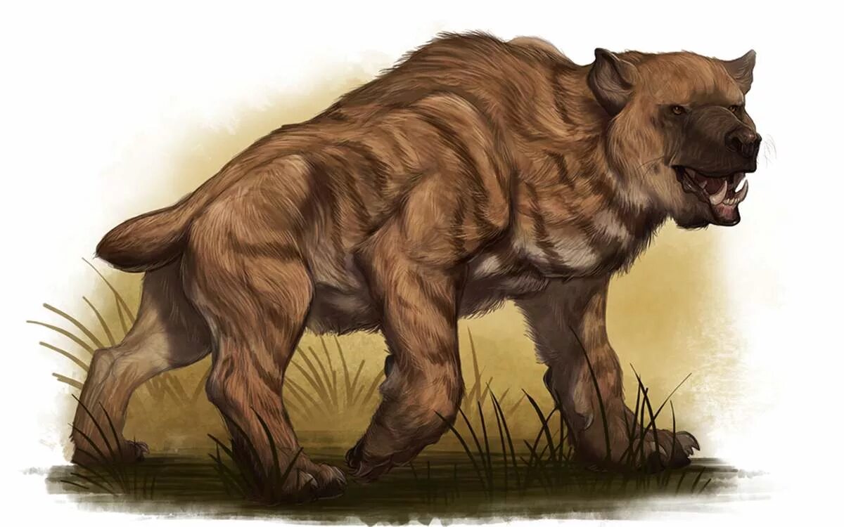 Тропический медведь. Медведь нанди мифические существа. Медведь в африке есть. Медведь в удмуртии. Медведь в африке есть.