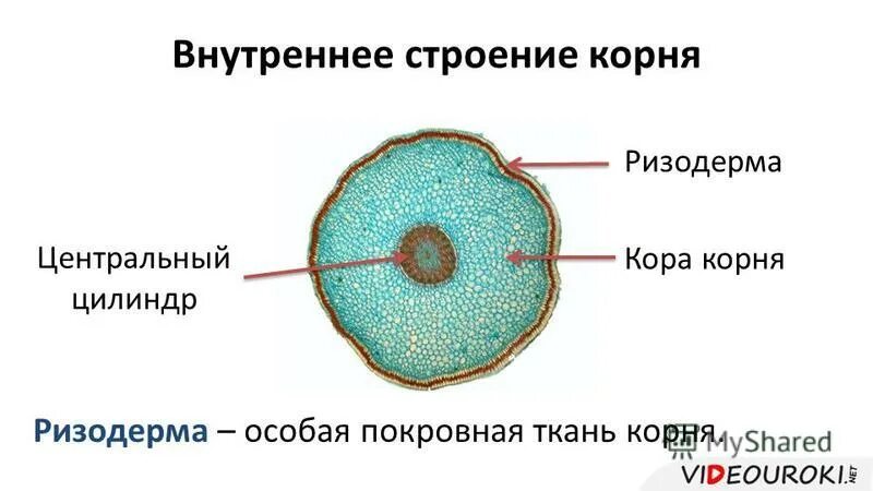 Центральный цилиндр корня. Строение ризодермы корня. Строение корня ризодерма. Эпиблема корня строение.