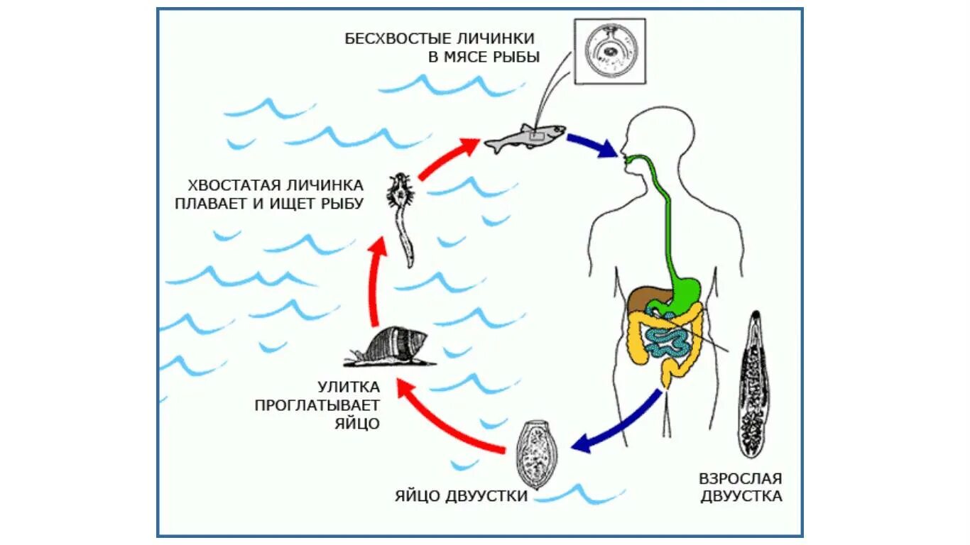Как можно заразиться описторхозом