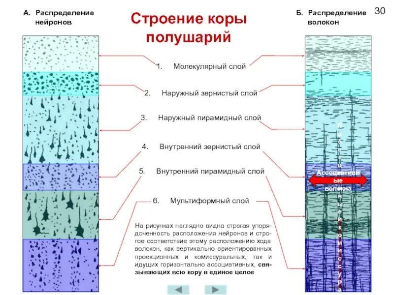 Слои коры больших полушарий. Строение коры мозга гистология.