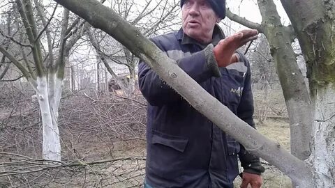 Яблони видео