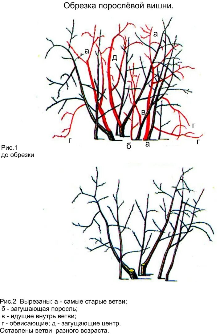 Обрезка молодой черешни весной. Обрезка войлочной вишни весной схема. Обрезка черешни осенью схема. Обрезка порослевой вишни весной схема. Обрезка войлочной вишни.