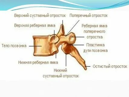 Суставной диск на латыни
