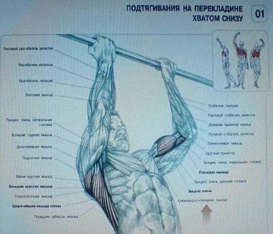 Предплечья при подтягивании. Локти при подтягиваниях. Болит предплечье при подтягивании. Боль при подтягивании на турнике.