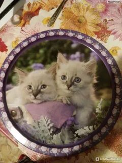 Кот фикс