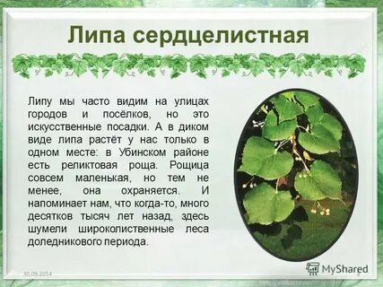 Дерево находится в состоянии при комнатной температуре