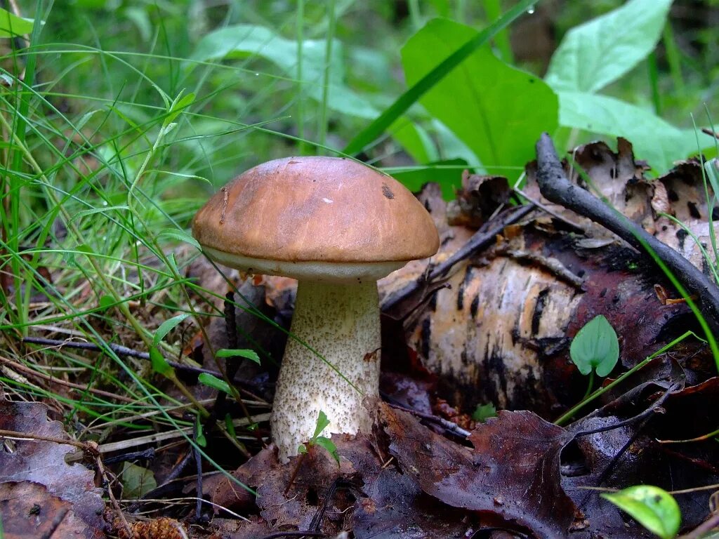 Подберезовик группа грибов. Обабок гриб. Обабок Дальневосточный гриб. Съедобные грибы подберезовик. Сибирские грибы обабки.