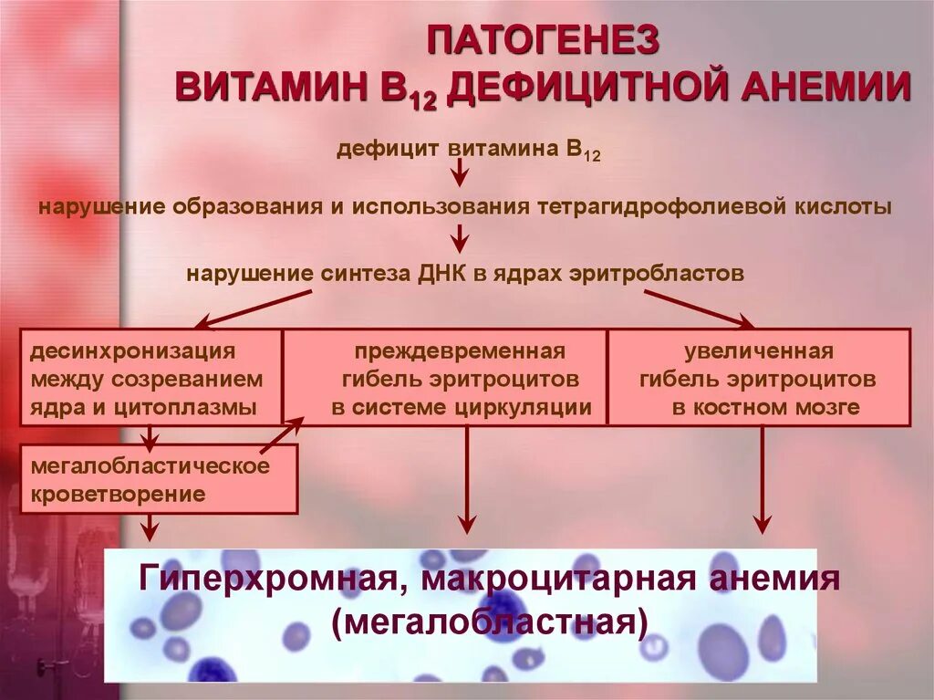 Малокровие недостаток витамина. Витамин в12 дефицитная анемия патогенез. В12 дефицитная анемия патогенез кратко. Б 12 дефицитная анемия патофизиология. Фолиеводефицитная анемия патогенез.