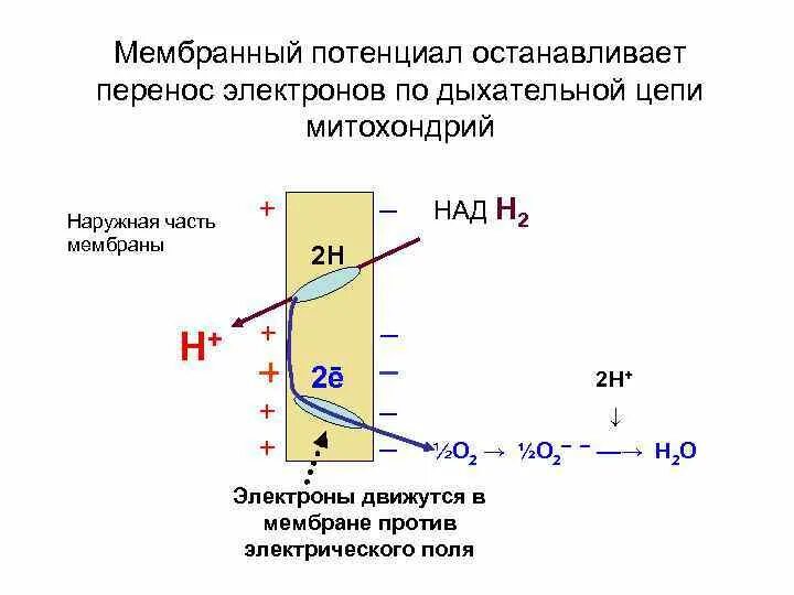Роль мембранного потенциала. Роль мембранного потенциала