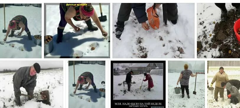 Сажать картошку в снег. Куча картофеля под снегом. Посадка картошки в снег. Пора сажать картошку. Семена на снегу.