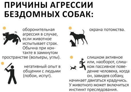 Если уличная собака проявляет агрессию