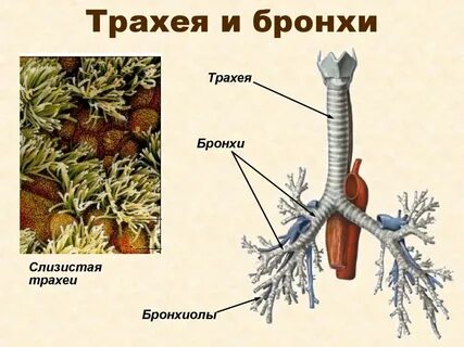 Строение трахеи животных