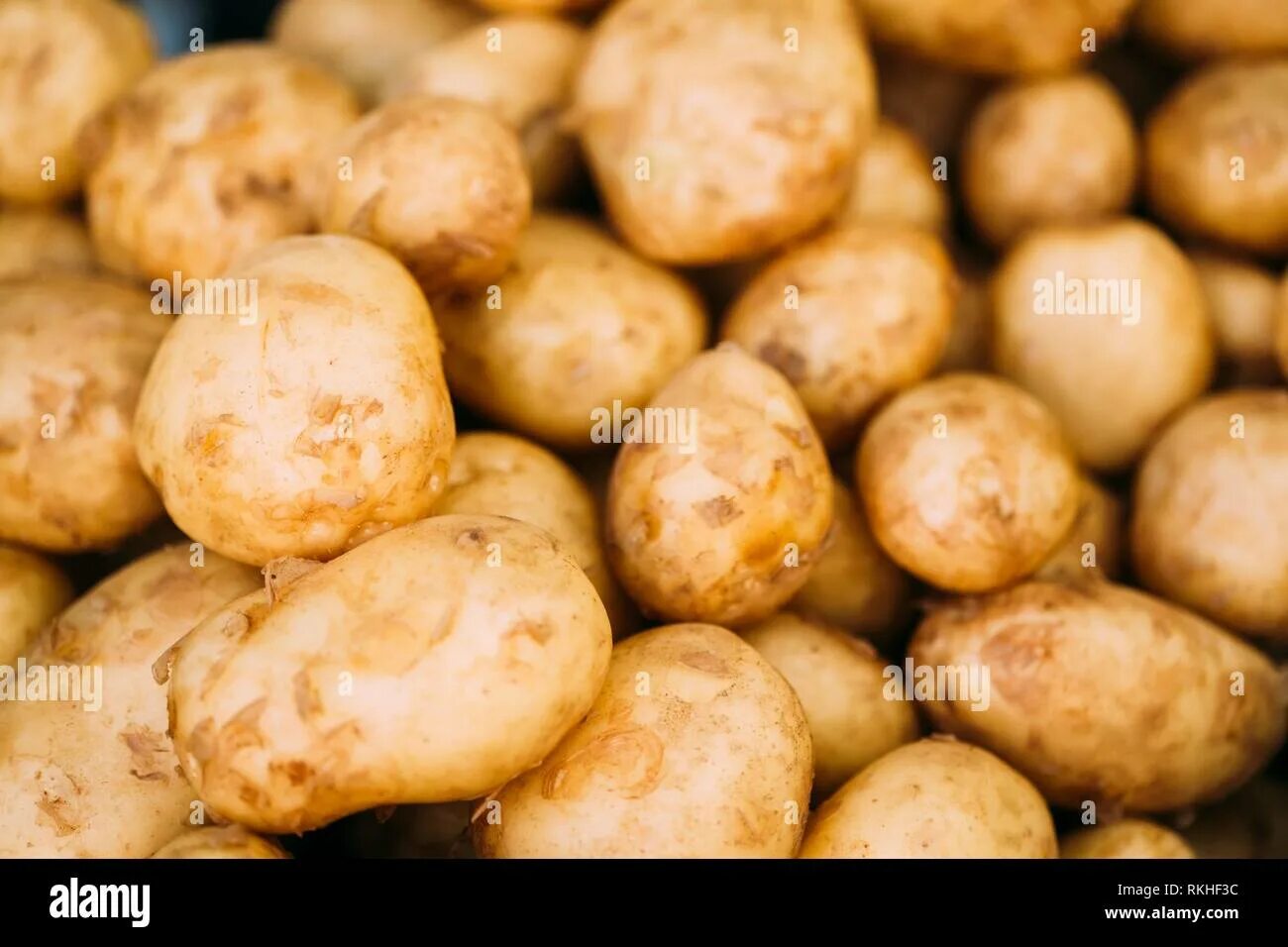 Сорта картофеля устойчивые к фитофторозу. Молодая картошка сырая. Сорта трансгенного картофеля. Молодой картофель сырой. Молодая картошка желтизна.