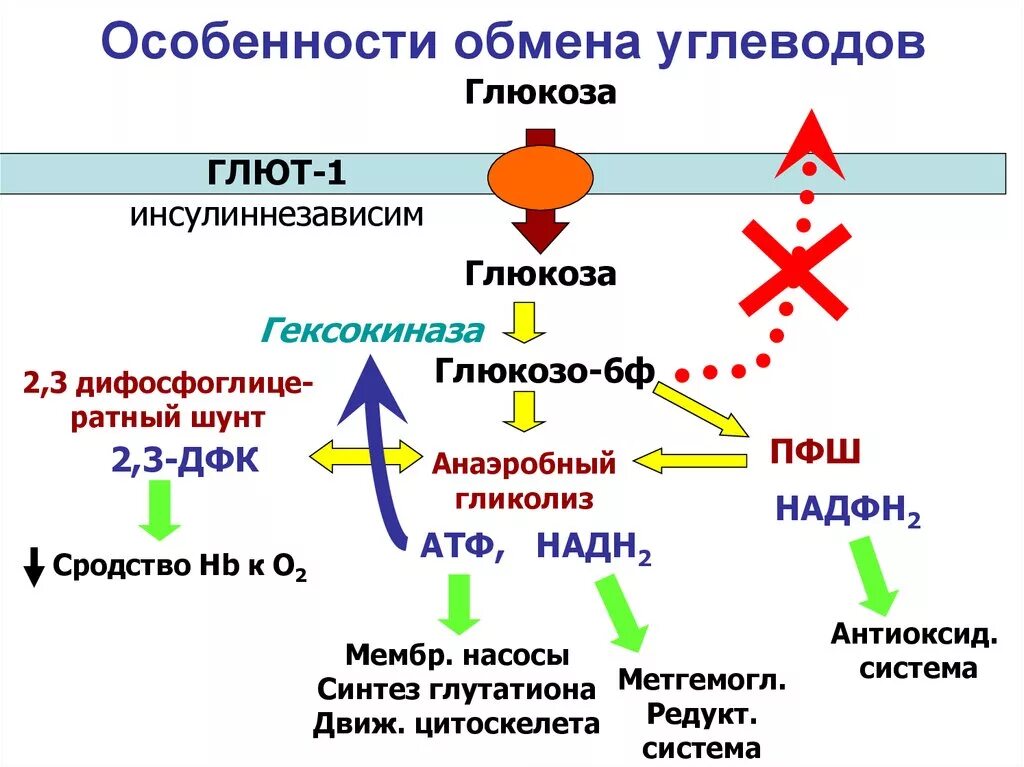 Распад углеводов в организме. Обмен углеводов схема биохимия. Углеводный обмен схема биохимия. Схема метаболизма углеводов биохимия. Схема углеводного обмена в организме биохимия.