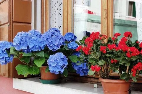 Герань комнатная на улице