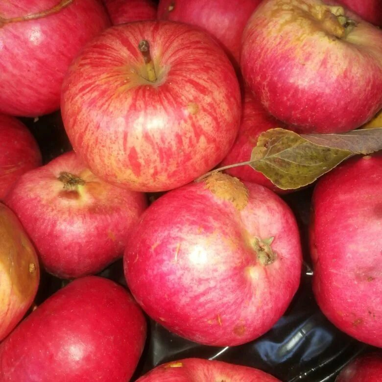 Сладкие сорта плодов. Деми Руж яблоки. Сорт яблони Антей. Сорт яблок Лозовка. Сорт яблок Малинка.