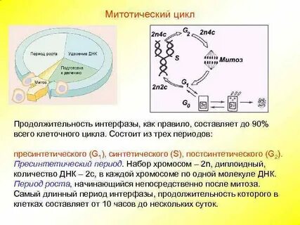 Хромосома в пресинтетический период