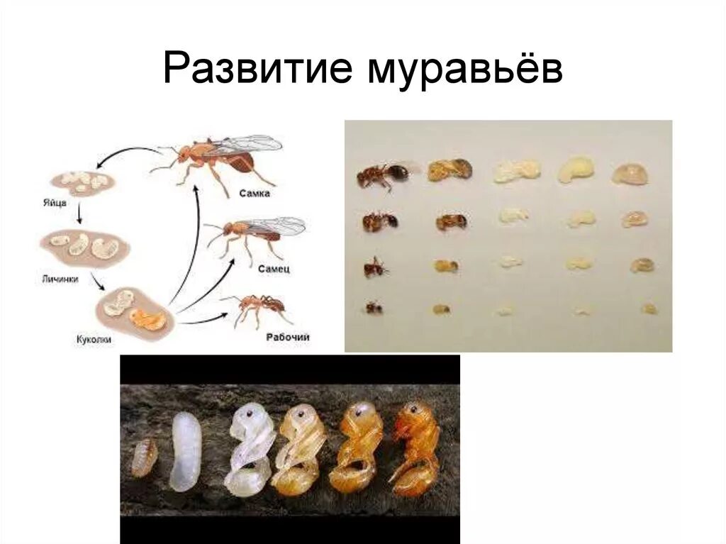 Какое развитие у муравья. Яйца личинки куколки муравьев. Жизненный цикл муравья. Стадия развития муравья яйцо личинка. Муравьи яйца личинки куколки.