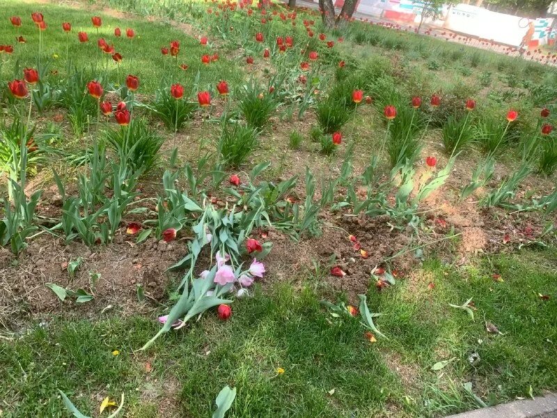 субботник орехово борисово. цветы высаживают на клумбах города. посадка деревьев. ботанический сад мгу аптекарский выставка тюльпанов. московский сажать.