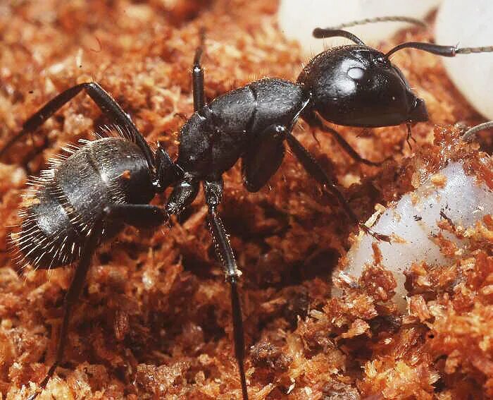 Муравьи Camponotus Vagus. Красногрудый муравей-древоточец. Чёрный муравей-древоточец. Большой черный муравей древоточец.