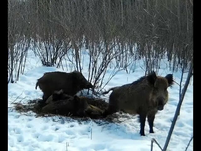 Видео кабана и добро. Логово кабана. Дикий кабан зимой. Гнездо кабана. Логово кабана в лесу.