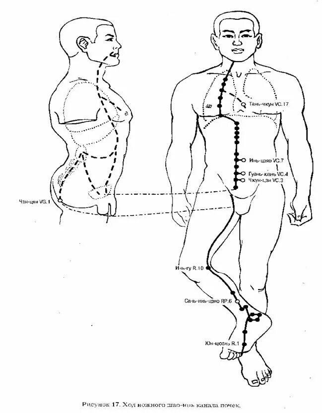 Инь почек. Почему могут отказать почки. Дефицит инь печени и почек. Недостаток инь почек. Теория усин китайская.