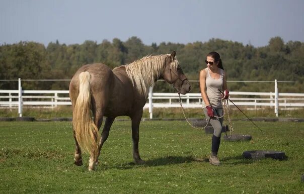 Взаимоотношения лошади и человека. Хорсменшип. Хорсменшип лошади. Лошади взаимоотношение с людьми. Natural Horsemanship.