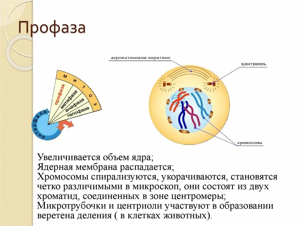 Расхождение центриолей к полюсам клетки происходит. Профаза Веретено деления. Ядрышко в профазе. Профаза клетки. Профаза митоза.